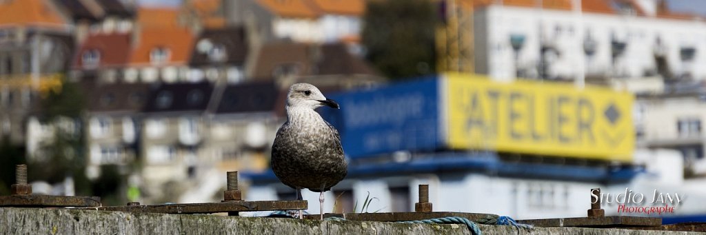 Boulogne-sur-Mer-0449.jpg