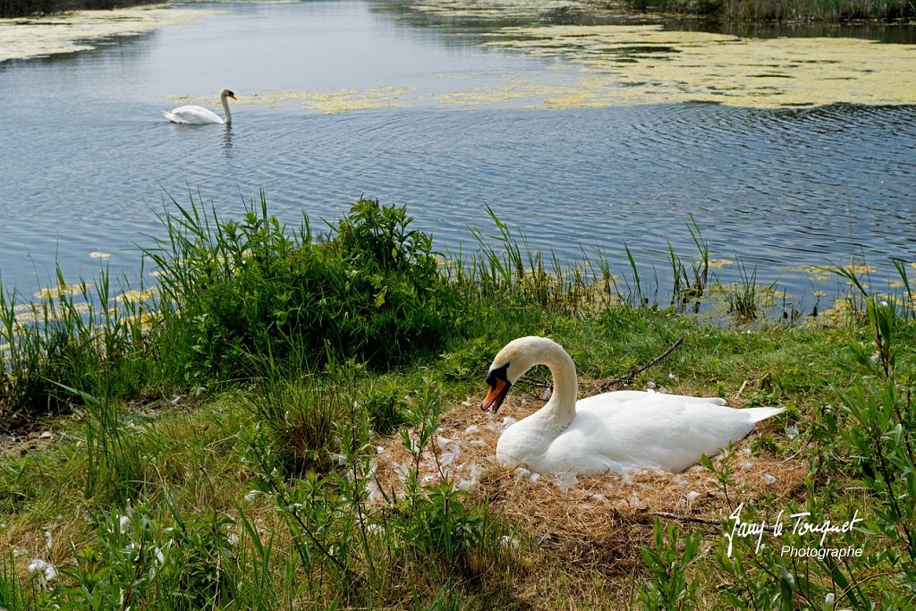 Baie-de-Somme-0202.jpg