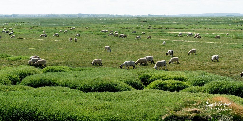 Baie-de-Somme-0228.jpg