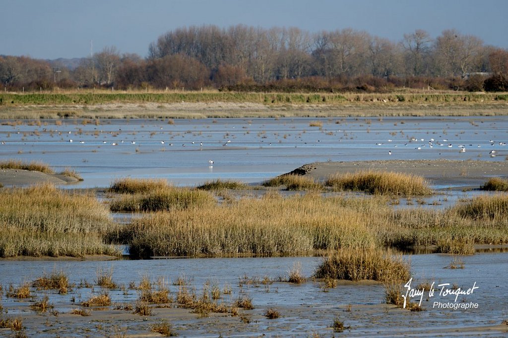 Baie-de-Somme-0278.jpg