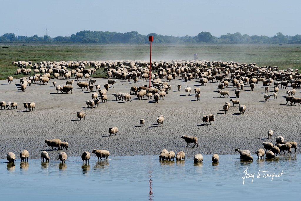 Baie-de-Somme-0317.jpg