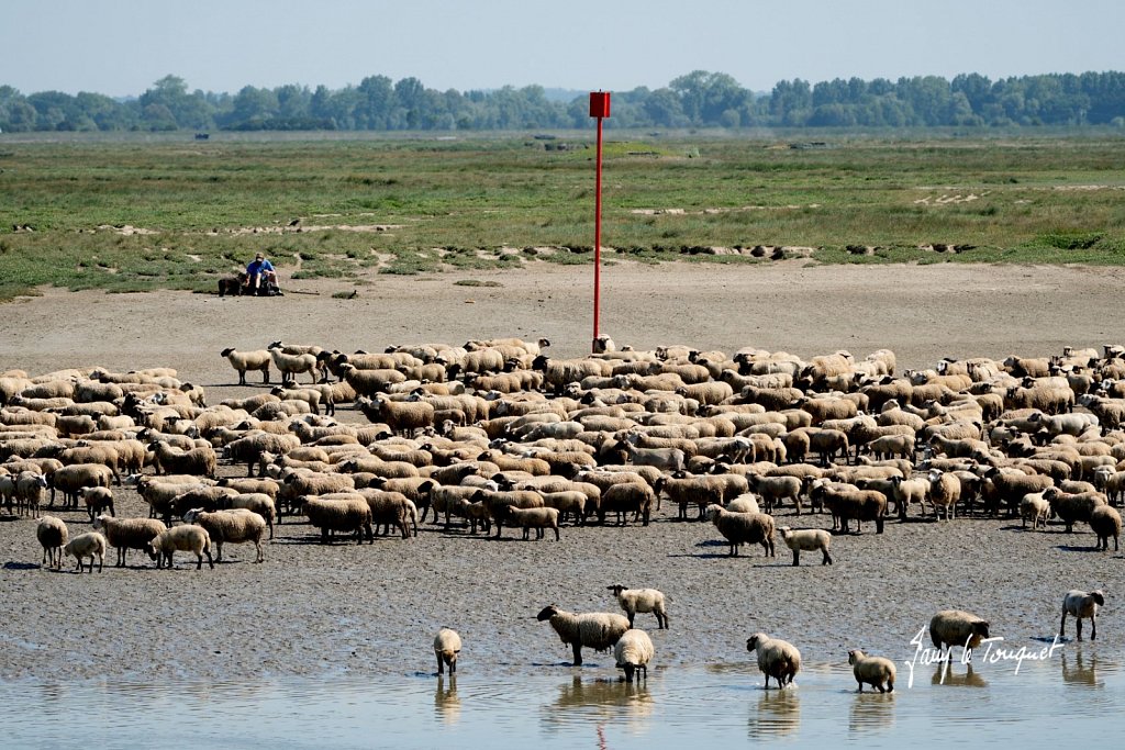 Baie-de-Somme-0322.jpg