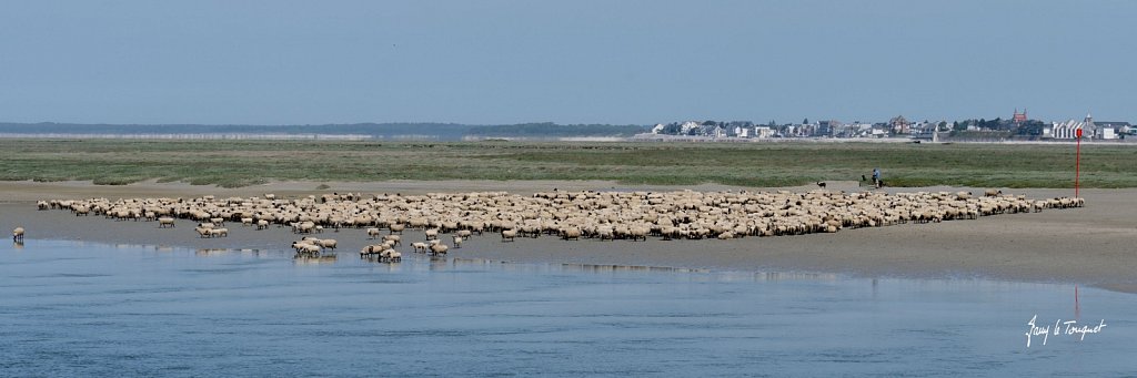 Baie-de-Somme-0328.jpg