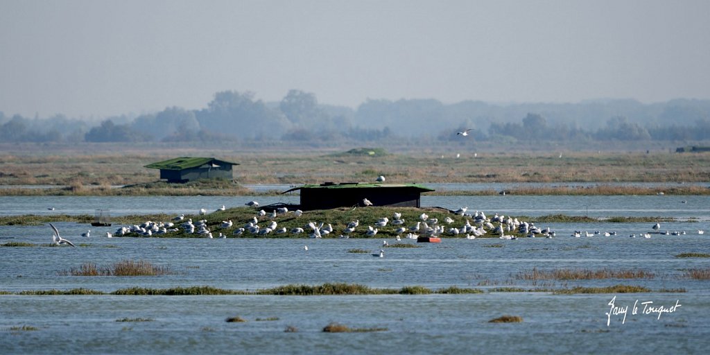 Baie-de-Somme-0351.jpg