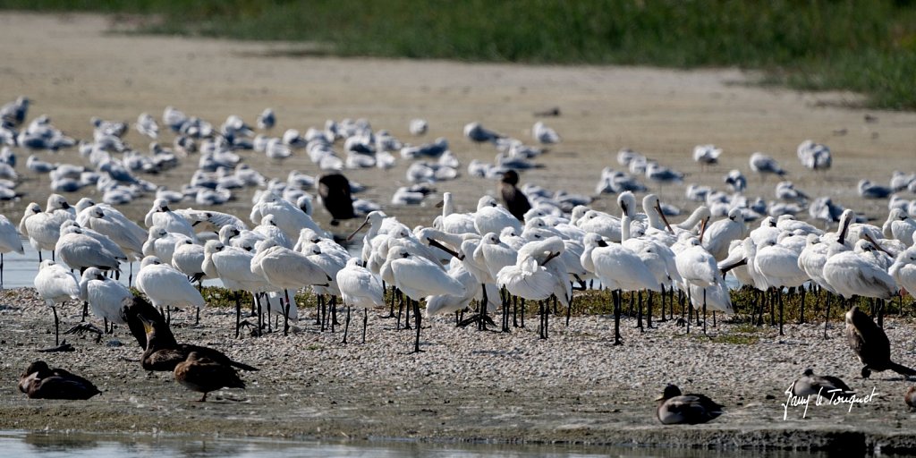 Baie-de-Somme-0362.jpg