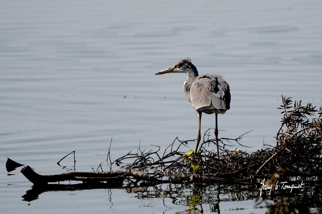 Baie-de-Somme-0364.jpg