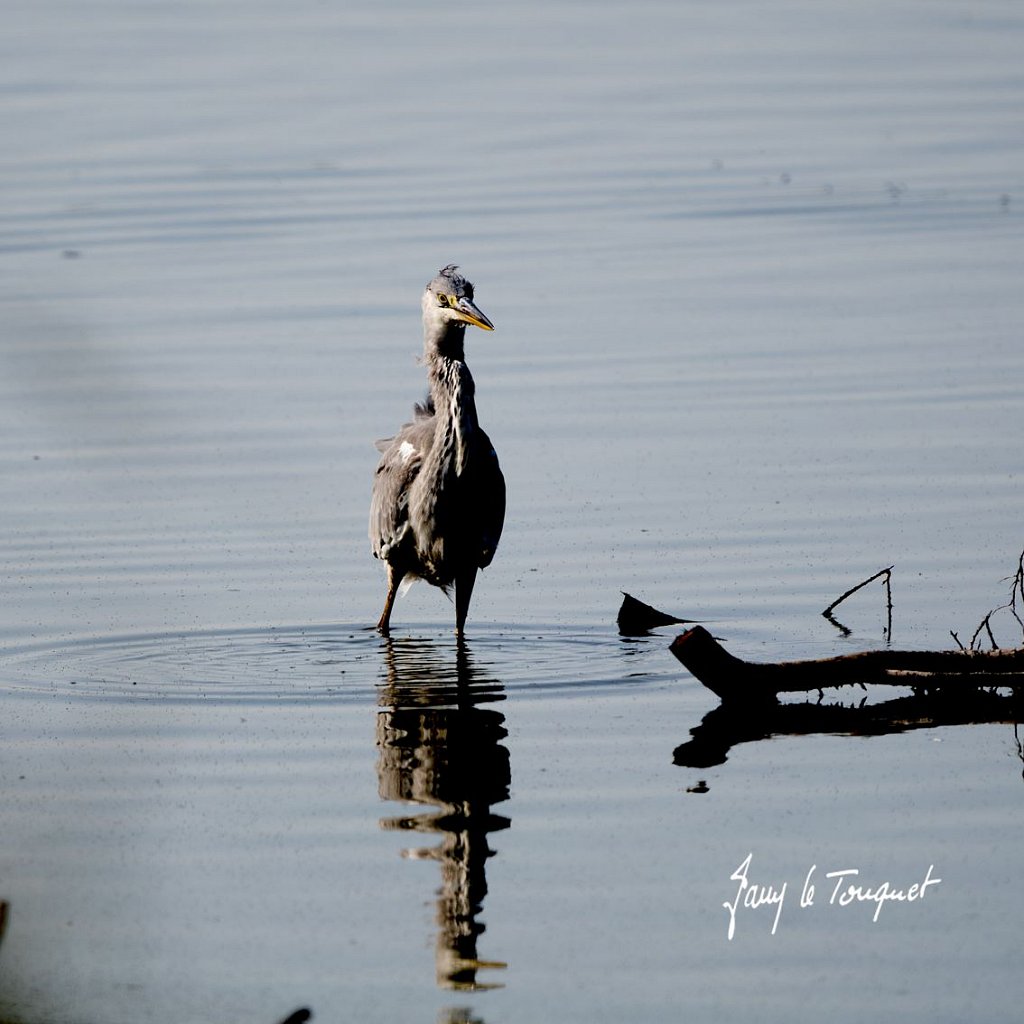 Baie-de-Somme-0365.jpg