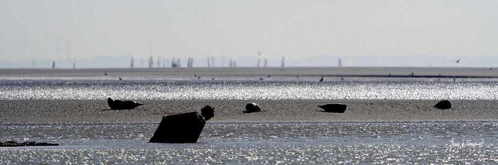 Berck-sur-Mer-0857.jpg