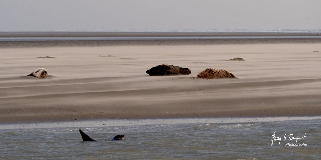 Berck-sur-Mer-0529.jpg