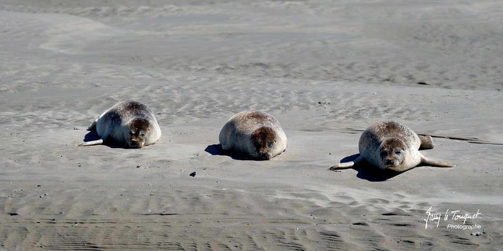 Berck-sur-Mer-0565.jpg