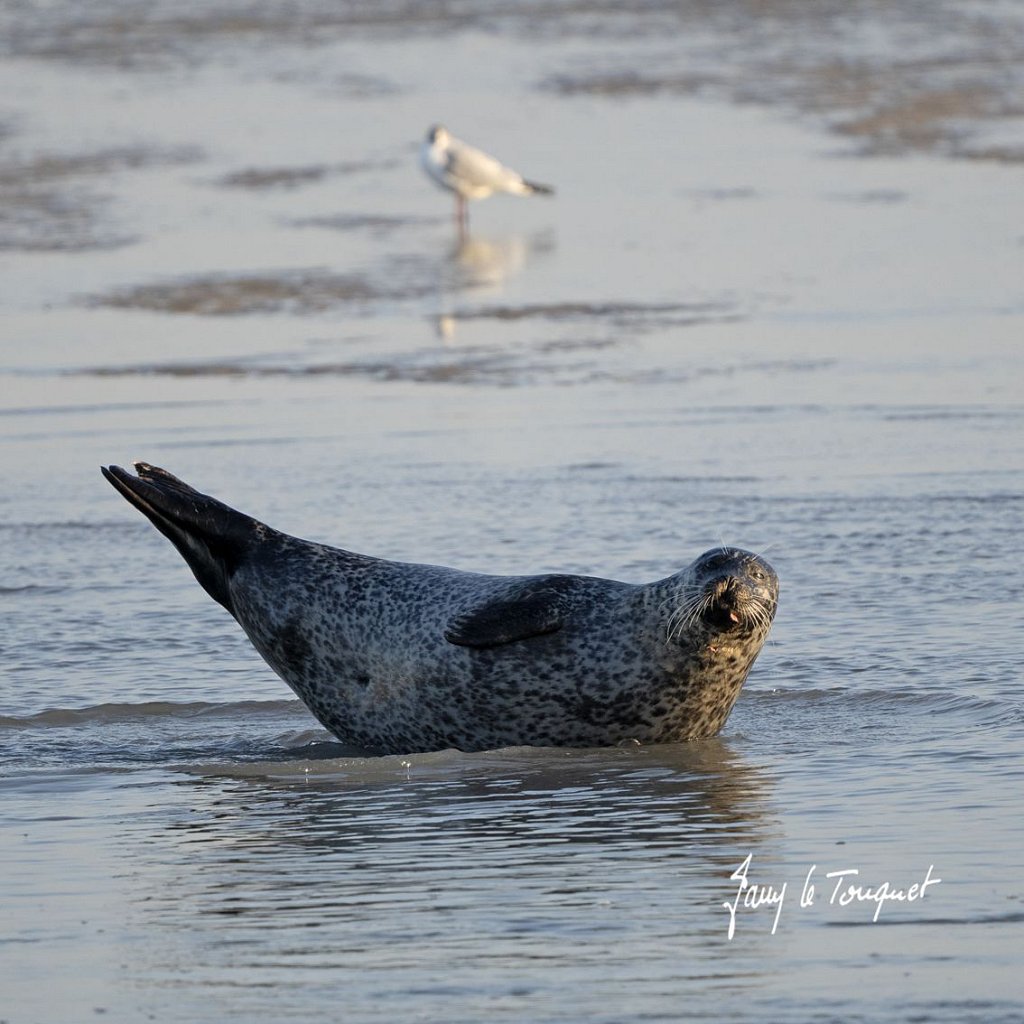 Berck-sur-Mer-0714.jpg