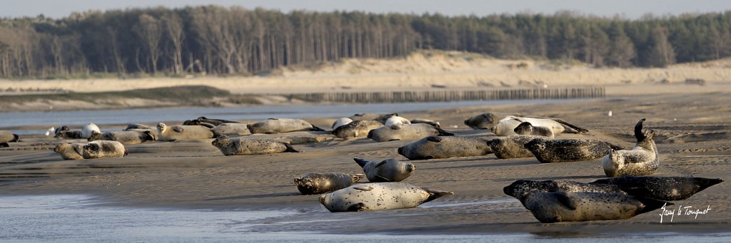 Berck-sur-Mer-0815.jpg